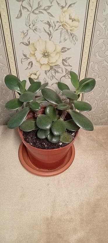 Денежное дерево.
цена: 200 сом at lalafo.kg Денежное дерево.
цена: 200 сом