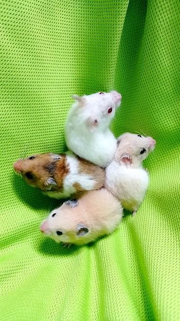 Шиншиллалар: Продаются хомячки ручные. В нашем питомнике вы можете приобрести lalafo.kg да — 6 Шиншиллалар: Продаются хомячки ручные. В нашем питомнике вы можете приобрести — 6