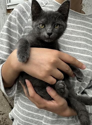 Отдадим котят в добрые руки, серая девочка 3-3,5 месяца. Полосатый at lalafo.kg Отдадим котят в добрые руки, серая девочка 3-3,5 месяца. Полосатый