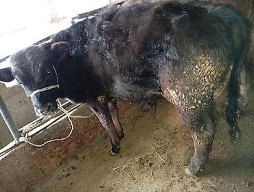 Продаю | Бык (самец) | На откорм | Привязанные at lalafo.kg Продаю | Бык (самец) | На откорм | Привязанные