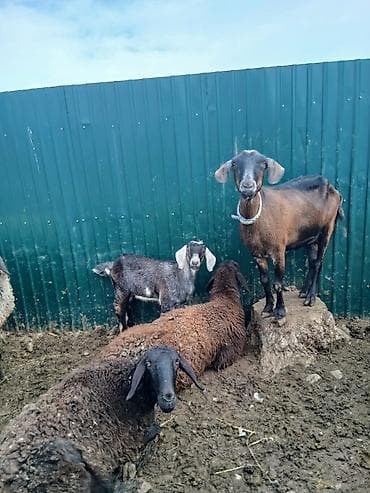 Продаю | Коза (самка) | Нубийская | Для разведения at lalafo.kg Продаю | Коза (самка) | Нубийская | Для разведения