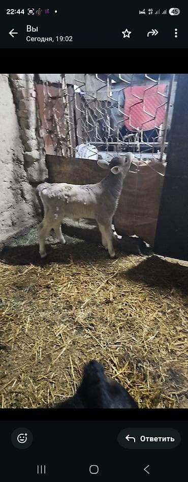 Продаю | Музоо, торпок | Швицкая | На откорм | Искусственник at lalafo.kg Продаю | Музоо, торпок | Швицкая | На откорм | Искусственник