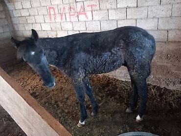 Продаю | Жеребенок | Конный спорт at lalafo.kg Продаю | Жеребенок | Конный спорт