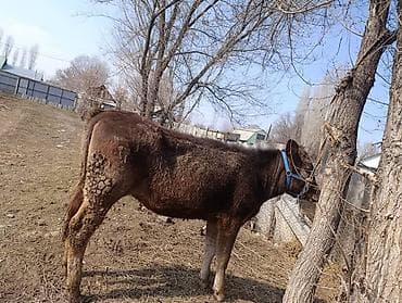 Продаю | Тёлка | Швицкая at lalafo.kg Продаю | Тёлка | Швицкая