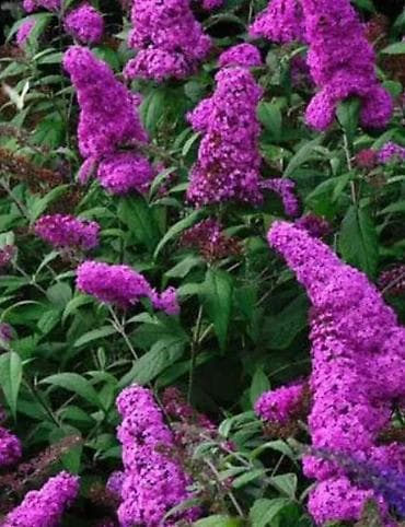 Буддлея (Buddleja davidii) — декоративный кустарник с длинными at lalafo.kg Буддлея (Buddleja davidii) — декоративный кустарник с длинными