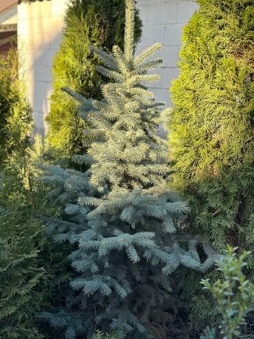 Саженцы деревьев: Туи at lalafo.kg Саженцы деревьев: Туи