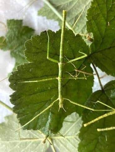 Малыш палочник, лёгкий питомец at lalafo.kg Малыш палочник, лёгкий питомец