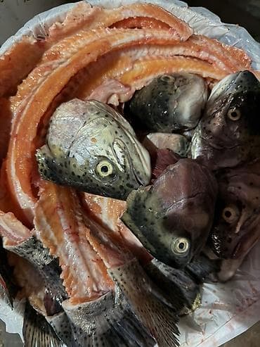 Отходы от форели! Головы и хребты, замороженные! at lalafo.kg Отходы от форели! Головы и хребты, замороженные!