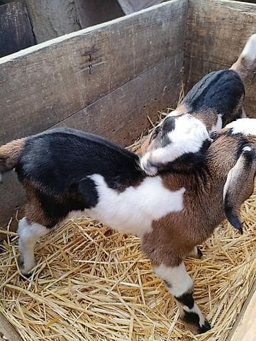 Продаю | Козлёнок | Нубийская | Для разведения at lalafo.kg — 8 Продаю | Козлёнок | Нубийская | Для разведения — 8