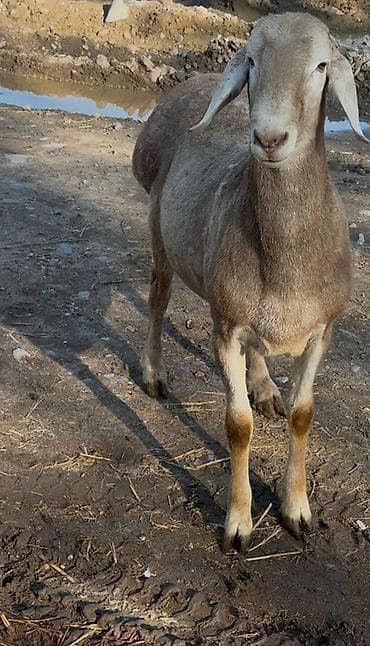 Продаю | Баран (самец) | Арашан | Для разведения at lalafo.kg Продаю | Баран (самец) | Арашан | Для разведения