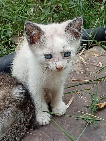 Отдам котят в добрые руки at lalafo.kg Отдам котят в добрые руки