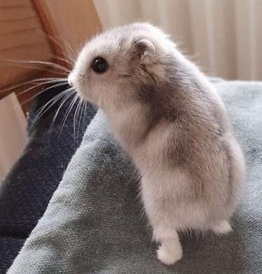 Деңиз чочколору: ПРОДАЮ ДЖУНГАРСКИХ И СИРИЙСКИХ ХОМЯЧКОВ,А ТАК ЖЕ lalafo.kg да — 1 Деңиз чочколору: ПРОДАЮ ДЖУНГАРСКИХ И СИРИЙСКИХ ХОМЯЧКОВ,А ТАК ЖЕ — 1