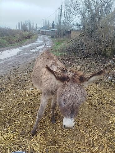 Осёл (длинноухий, серо-бурой масти)+ Описание: - Домашний осёл at lalafo.kg Осёл (длинноухий, серо-бурой масти)+ Описание: - Домашний осёл