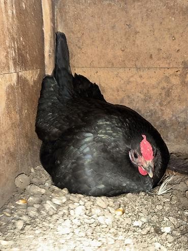 Продается квочка! Карлик бентамка! Сидит на яйцах! at lalafo.kg Продается квочка! Карлик бентамка! Сидит на яйцах!