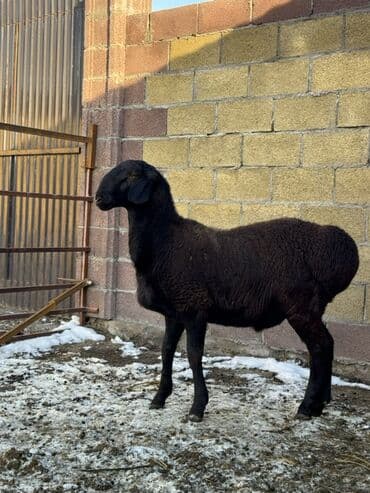 Продаю | Ягненок, Баран (самец) | Гиссарская, Полукровка, Долан | На забой, Для разведения | Осеменитель at lalafo.kg Продаю | Ягненок, Баран (самец) | Гиссарская, Полукровка, Долан | На забой, Для разведения | Осеменитель