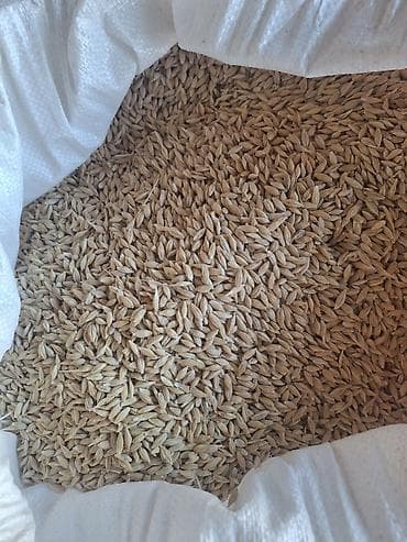 Ячмень в мешках
Для по сева имеется 1 тонна цена 32 сома at lalafo.kg Ячмень в мешках
Для по сева имеется 1 тонна цена 32 сома