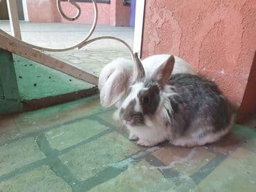Деңиз чочколору: Домашние кролики, пара. Описание: - Породы и внешний вид: один кролик lalafo.kg да — 1 Деңиз чочколору: Домашние кролики, пара. Описание: - Породы и внешний вид: один кролик — 1