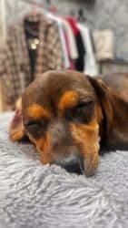 Такса, 6 месяцев, Самка at lalafo.kg Такса, 6 месяцев, Самка