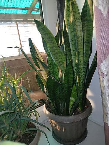 Пальмалар: .Большой выбор Сансиеверии от 200 сомов lalafo.kg да — 7 Пальмалар: .Большой выбор Сансиеверии от 200 сомов — 7