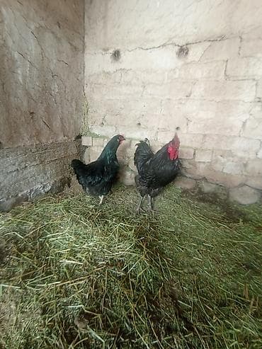 Продаю | Петух | Для разведения at lalafo.kg Продаю | Петух | Для разведения