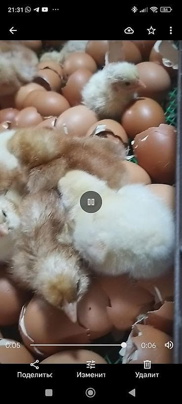 Продаю | Цыплята | На забой at lalafo.kg Продаю | Цыплята | На забой