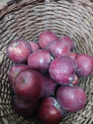 Яблоки Крипсон, Оптом at lalafo.kg Яблоки Крипсон, Оптом