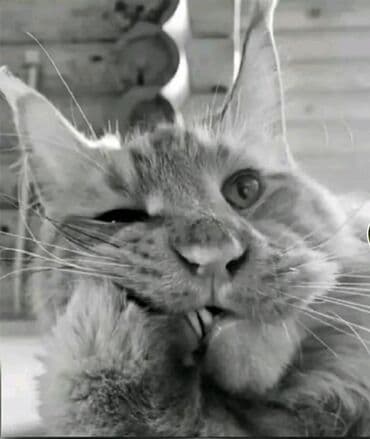 Подработка для предпенсионеров 60 лет и пенсионеров 63+ Требуются at lalafo.kg Подработка для предпенсионеров 60 лет и пенсионеров 63+ Требуются