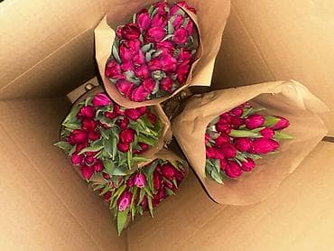 Бонбоньерки: В наличии Тюльпаны🌷💐 имеются в ярких и разных цветах . также есть at lalafo.kg — 1 Бонбоньерки: В наличии Тюльпаны🌷💐 имеются в ярких и разных цветах . также есть — 1