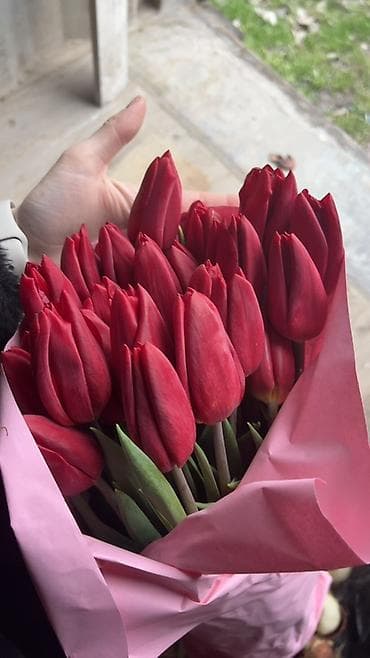 ГОЛЛАНДСКИЕ ТЮЛЬПАНЫ К 8 МАРТА 🌷 Высота 60–70 см - крупные бутоны at lalafo.kg — 4 ГОЛЛАНДСКИЕ ТЮЛЬПАНЫ К 8 МАРТА 🌷 Высота 60–70 см - крупные бутоны — 4