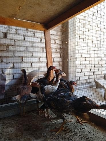 Продаю | Петух, Цыплята | Бойцовая | Для разведения, Для боев at lalafo.kg Продаю | Петух, Цыплята | Бойцовая | Для разведения, Для боев