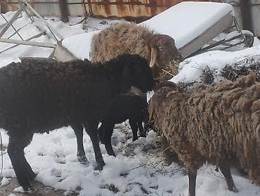 Продаю | Овца (самка) | Для разведения | Матка at lalafo.kg Продаю | Овца (самка) | Для разведения | Матка