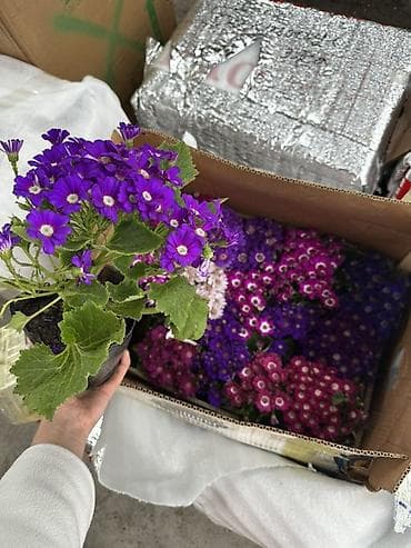 Комнатные цветы в горшках и подарочных корзинках at lalafo.kg Комнатные цветы в горшках и подарочных корзинках