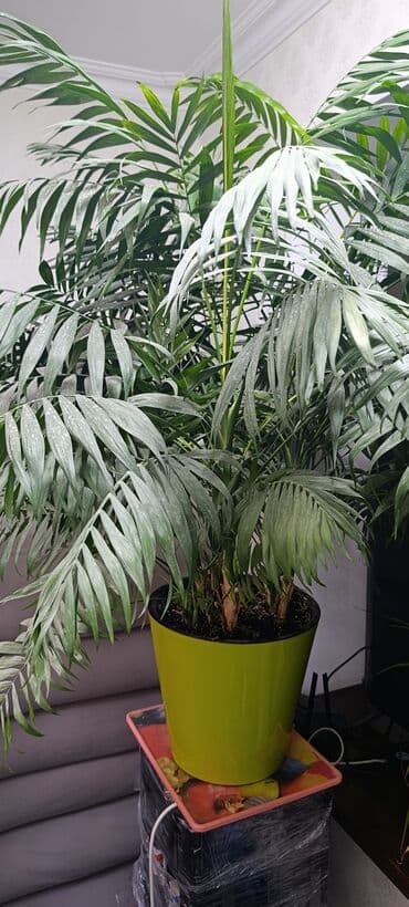 Хамедорея - Пышная комнатная пальма с изящными перистыми листьями at lalafo.kg Хамедорея - Пышная комнатная пальма с изящными перистыми листьями