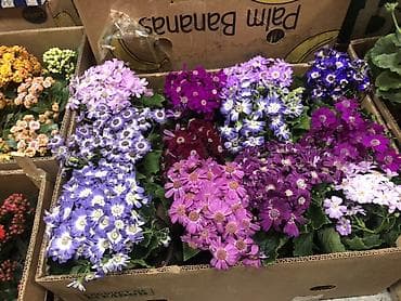 Haima: Гортензии в декоративных пакетах-кофрах - Композиции из цветущих lalafo.kg да — 10 Haima: Гортензии в декоративных пакетах-кофрах - Композиции из цветущих — 10