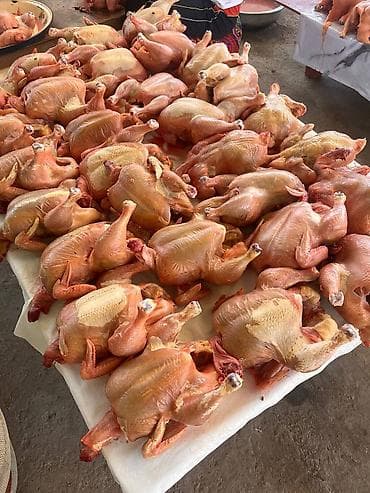 Продаю кур, 1 кг 320 сом, доставка по токмаку, 1 кура 3 кг at lalafo.kg Продаю кур, 1 кг 320 сом, доставка по токмаку, 1 кура 3 кг