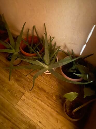 Рассада цветка: Самовывоз at lalafo.kg Рассада цветка: Самовывоз