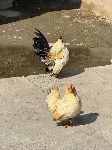 Продаю | Петух, Куры | Для разведения at lalafo.kg Продаю | Петух, Куры | Для разведения