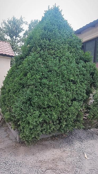 Самшит 2 метра at lalafo.kg Самшит 2 метра