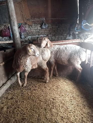 Продаю | Баран (самец) | Для разведения at lalafo.kg Продаю | Баран (самец) | Для разведения