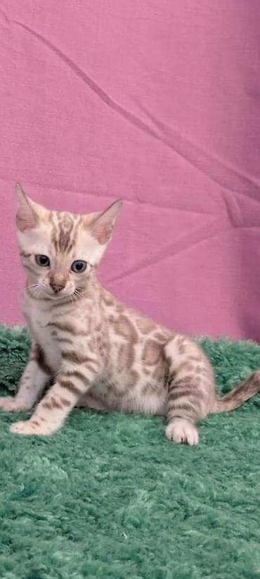 Бенгальская, 3 месяца, Мальчик, Кастрирована, Приучена к лотку, Проглистована at lalafo.kg — 3 Бенгальская, 3 месяца, Мальчик, Кастрирована, Приучена к лотку, Проглистована — 3