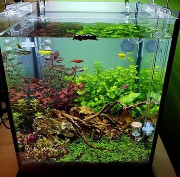 Обслуживание (чистка грунта, стекол, фильтра и подмена воды), и at lalafo.kg Обслуживание (чистка грунта, стекол, фильтра и подмена воды), и