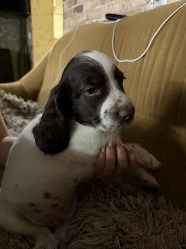 Русский охотничий спаниель! Продаются щенки чистокровного русского at lalafo.kg Русский охотничий спаниель! Продаются щенки чистокровного русского