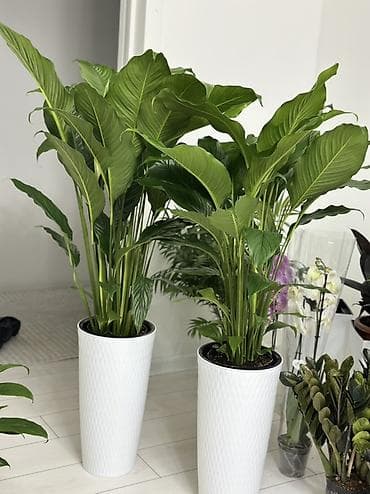 Крупномерные спатифиллумы в высоких белых кашпо - Растение at lalafo.kg Крупномерные спатифиллумы в высоких белых кашпо - Растение