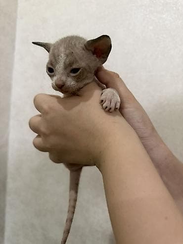 Сфинкс, 1 месяц, Мальчик at lalafo.kg Сфинкс, 1 месяц, Мальчик