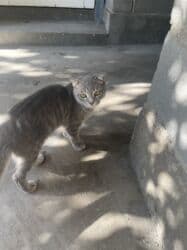 Нашелся кот в районе Щербакова тоголок молдо или отдам в добрые руки at lalafo.kg Нашелся кот в районе Щербакова тоголок молдо или отдам в добрые руки