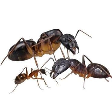 Camponotus fellah - африканские пустынные гиганты, солдаты достигают at lalafo.kg Camponotus fellah - африканские пустынные гиганты, солдаты достигают