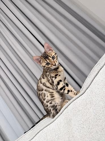 Бенгальский котёнок с ярким контрастным окрасом. Пол: Девочка at lalafo.kg Бенгальский котёнок с ярким контрастным окрасом. Пол: Девочка