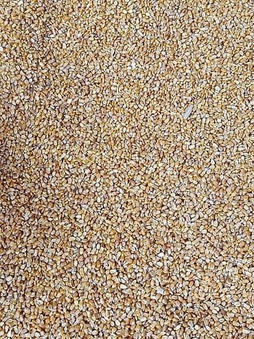 Кукуруза фуражная (зерно) - Желтое сухое зерно, просушенное и at lalafo.kg Кукуруза фуражная (зерно) - Желтое сухое зерно, просушенное и