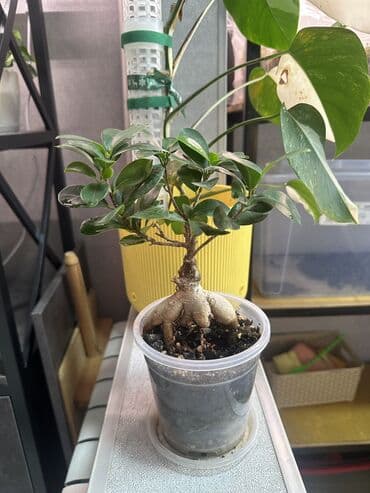 Фикус Бонсай и Адениум, цвет не известен, не цвел еще at lalafo.kg Фикус Бонсай и Адениум, цвет не известен, не цвел еще