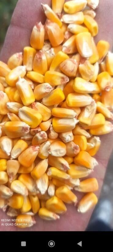 Продаю кукурузу в большом объеме с доставкой at lalafo.kg Продаю кукурузу в большом объеме с доставкой